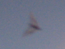 Bat blur close-up