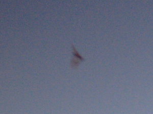 Bat blur close-up