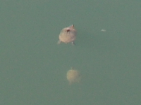 Turtles under the bat bridge