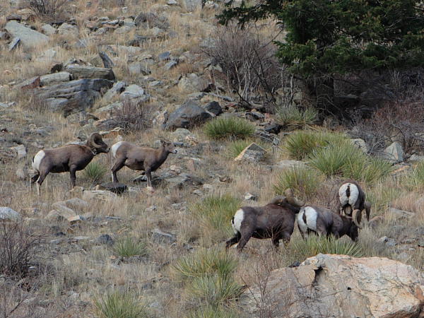 Bighorn sheep