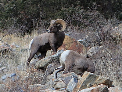 Bighorn sheep