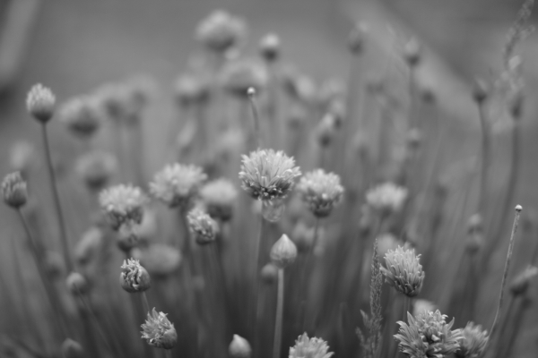 Grayscale flowers