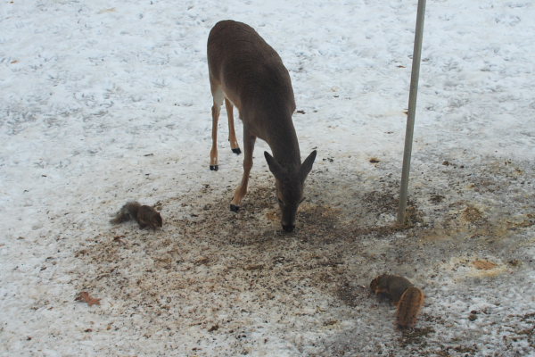 Deer and squirrels