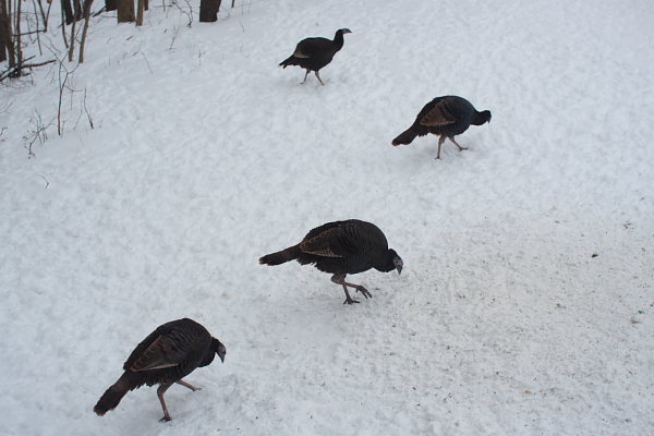 Turkeys