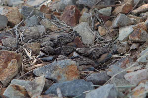 Killdeer chicks