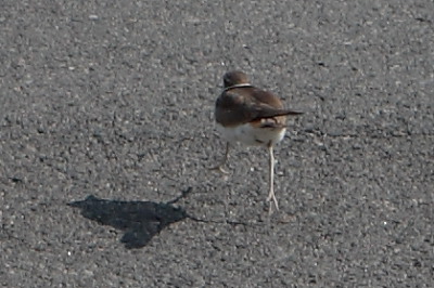 Killdeer on the move