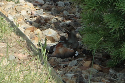 Killdeer parent attempting to draw attention away from its nest