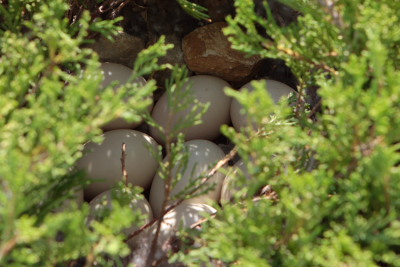 Mallard Duck eggs