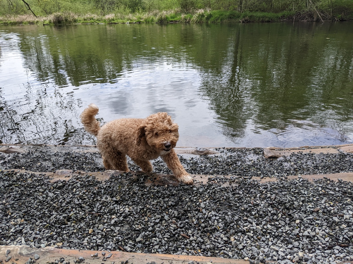 Rhett checking out the water