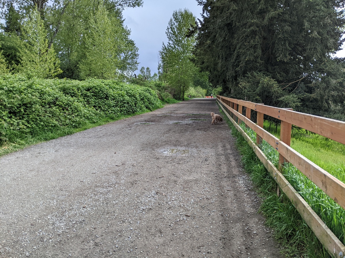 Rhett exploring the trail