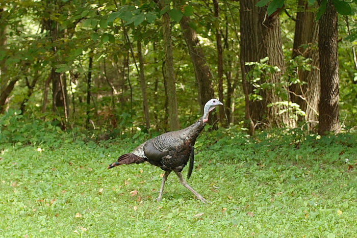 Tom turkey