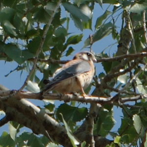 Young American Kestrel