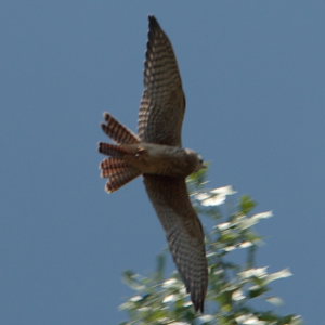 Young American Kestrel