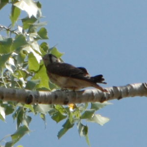 Young American Kestrel